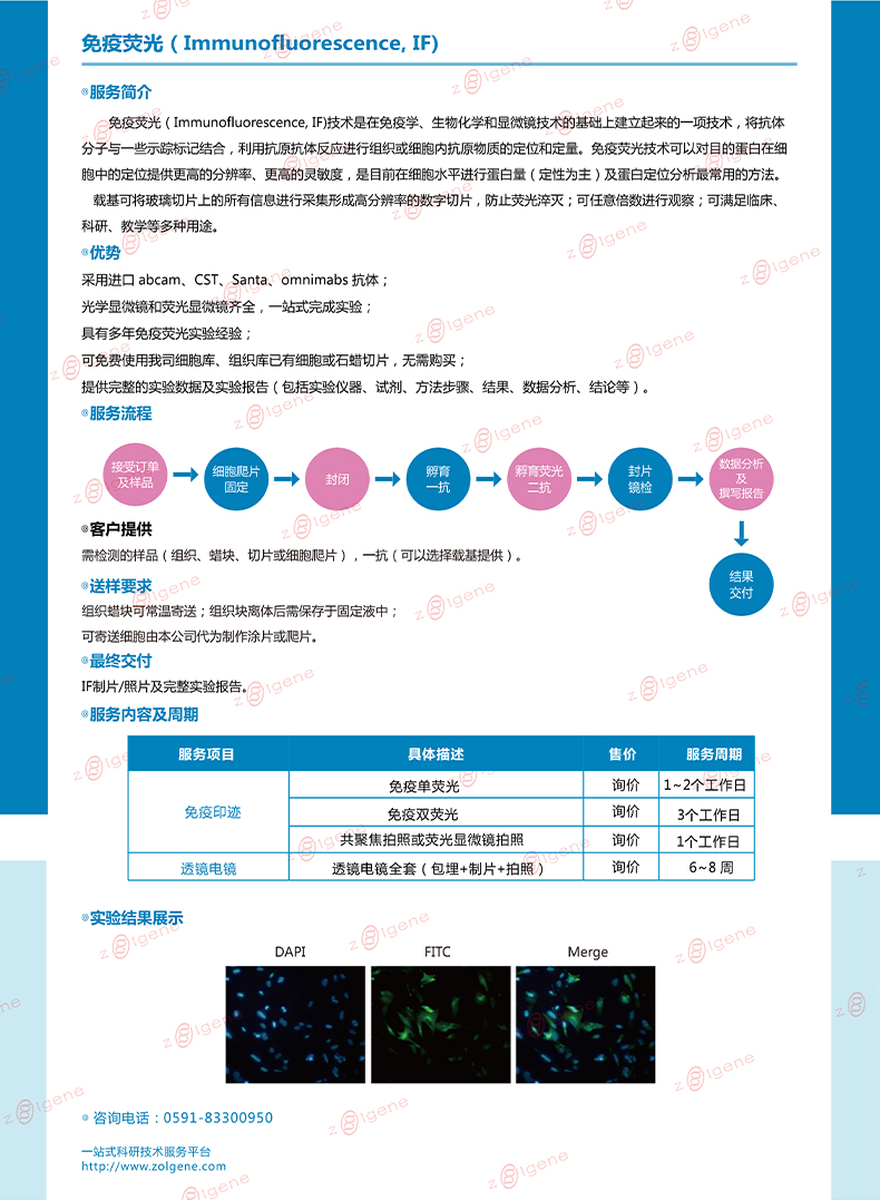 3免疫荧光.jpg